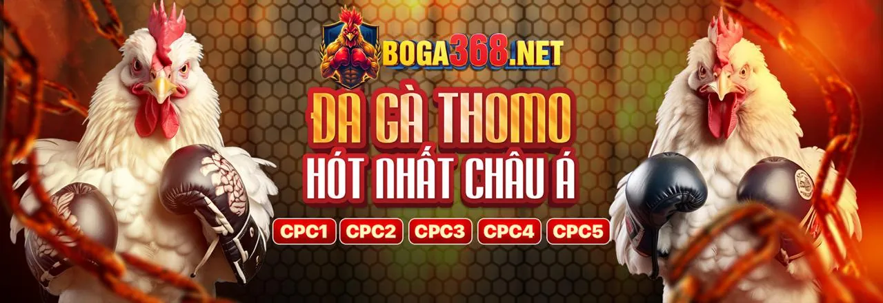 Đá gà trực tuyến NN888 - Trận đấu kịch tính
